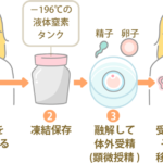 35歳までに卵子凍結を考える理由とは？最新の情報を知ろう！